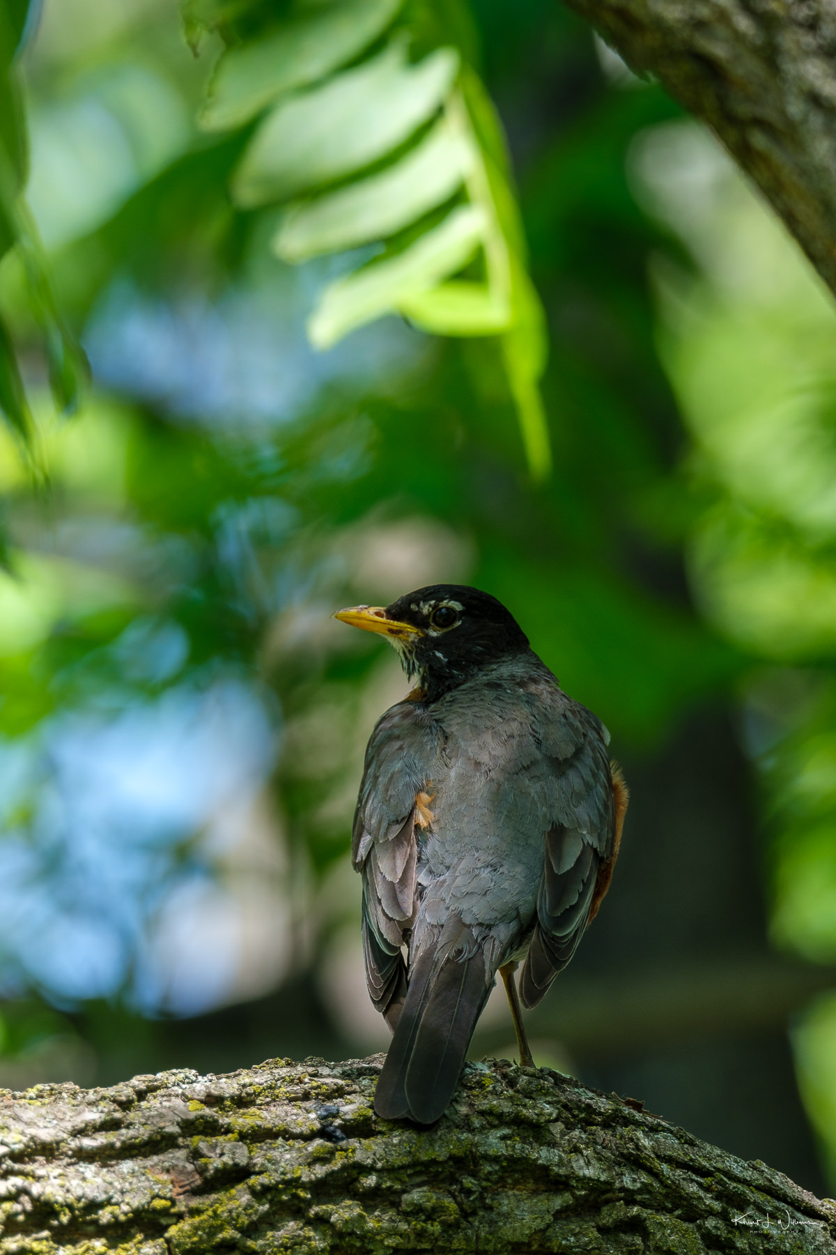 Handling and observing bird nests