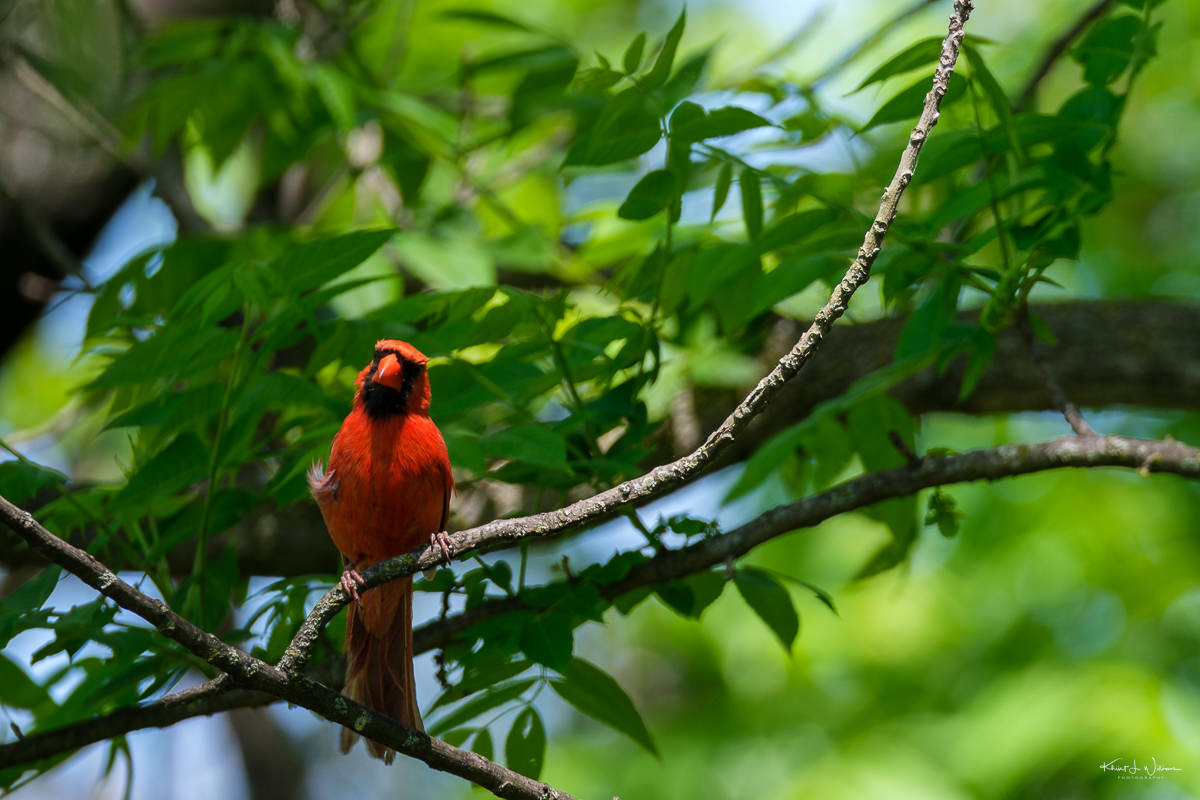Symbolic meaning of a red bird visiting your window