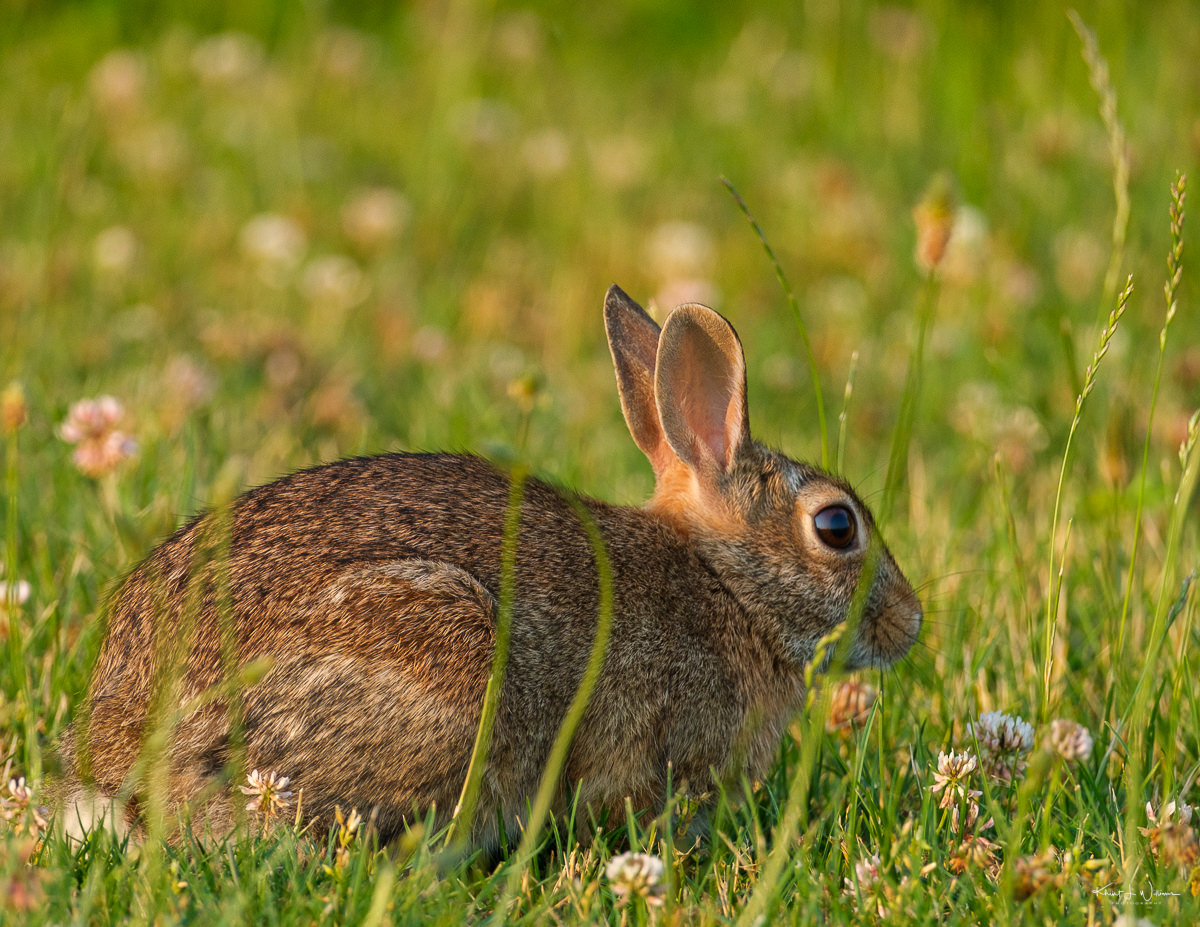 Meadow Rabbit