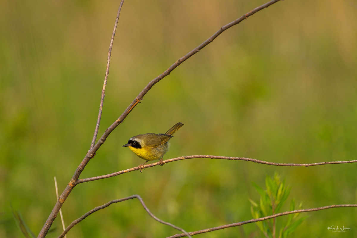 Yellow bird feeding habits and foraging behavior