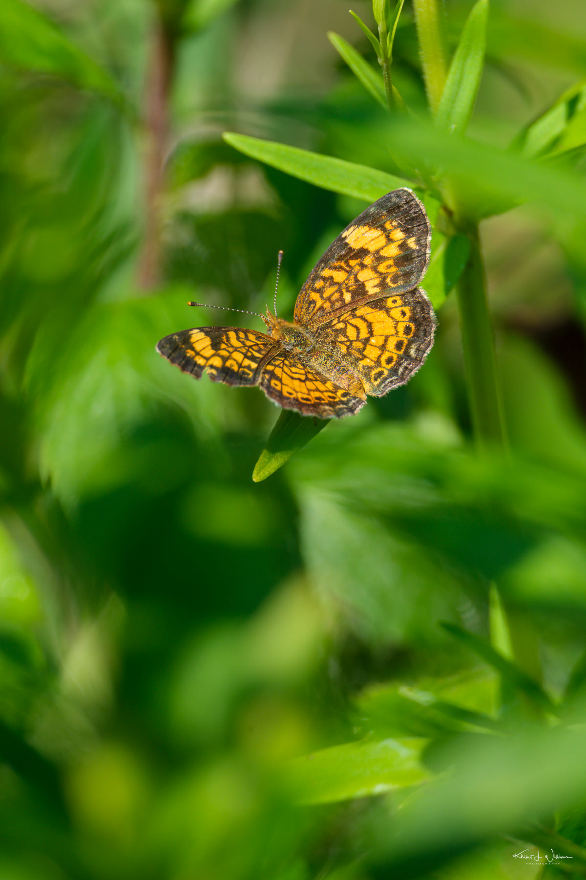In the Company of the Pearl Crescent Butterfly