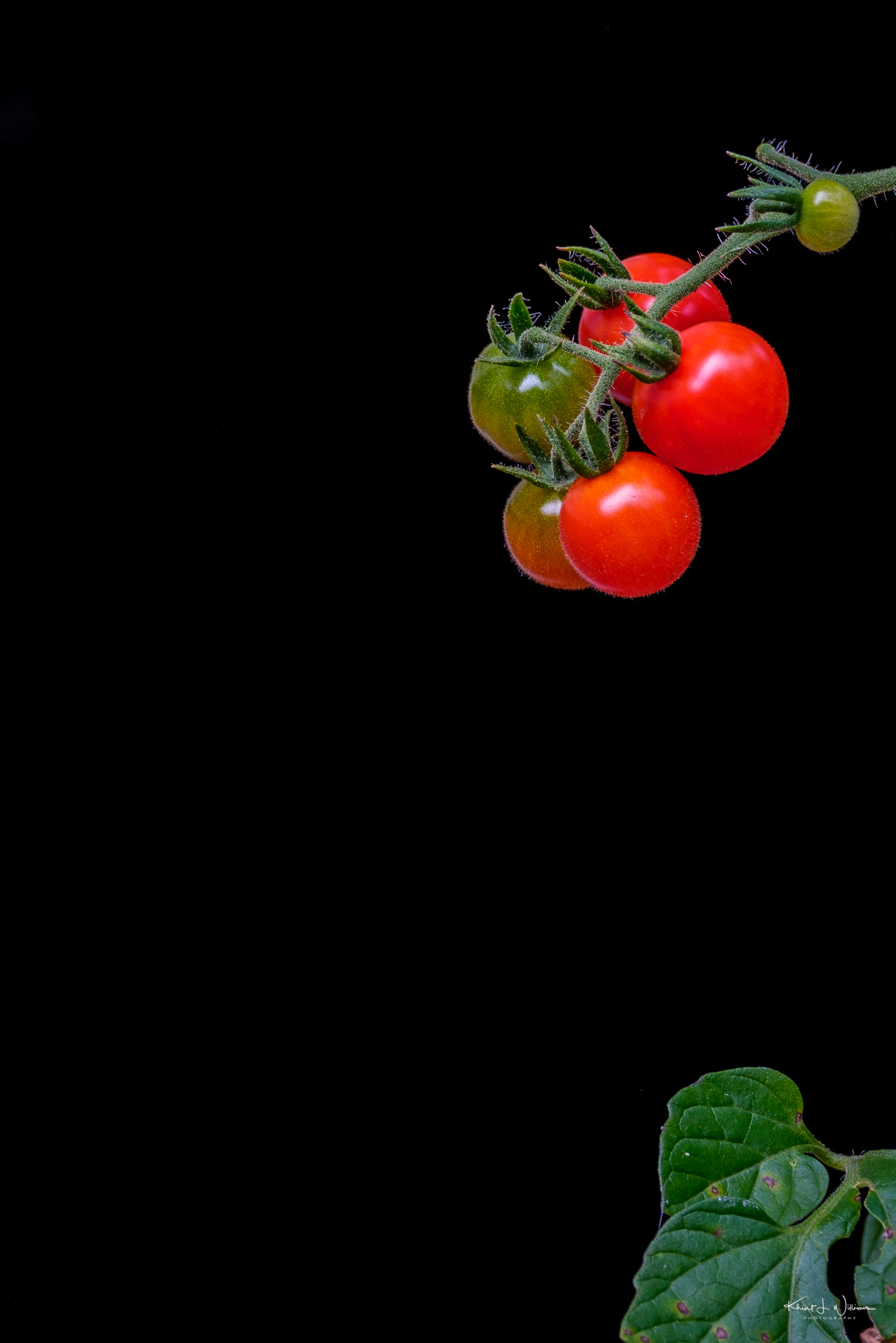 Do Tomatoes Self Seed?