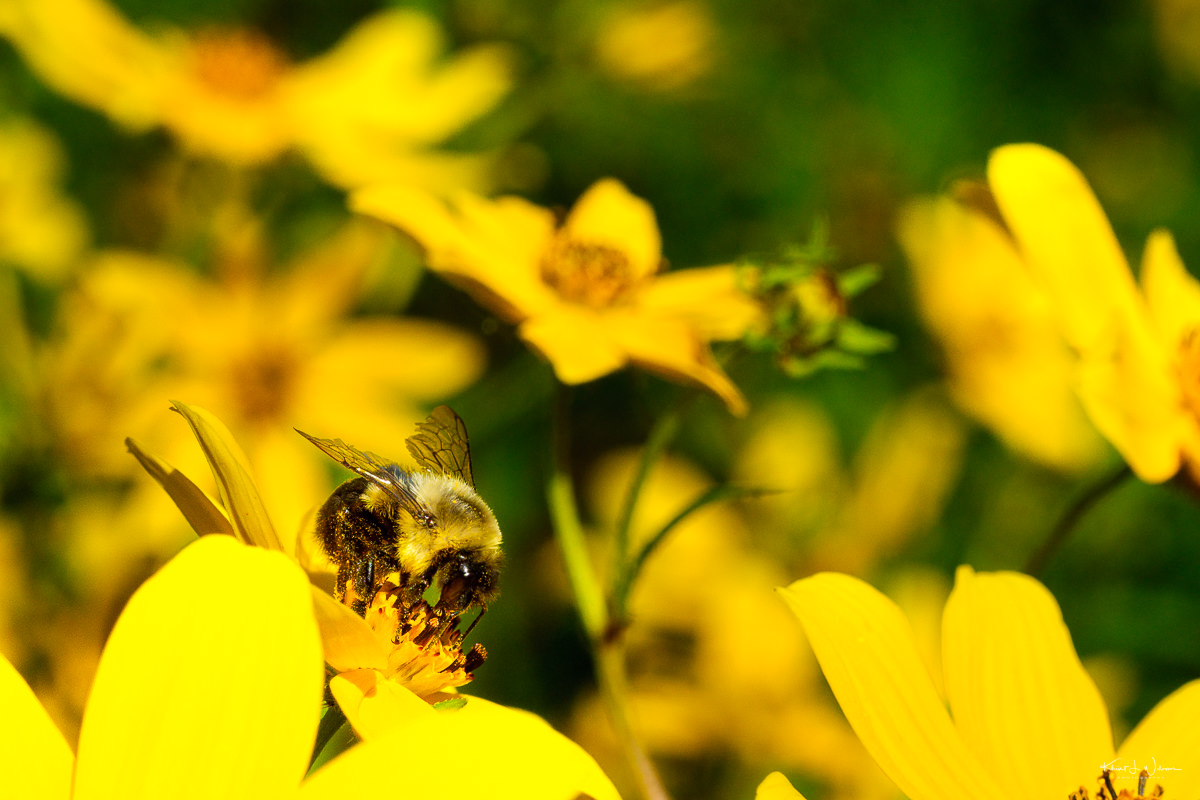 Bumblebee on a Woodland Sunflower
