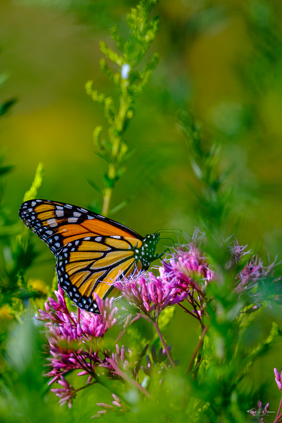 Monarch Butterfly (Danaus plexippus) delicately perched on a cluster of pink wildflowers.