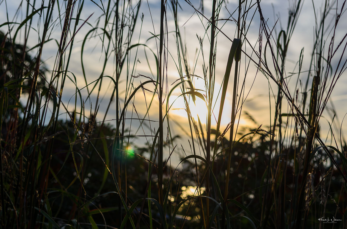 sunset against blades of grass