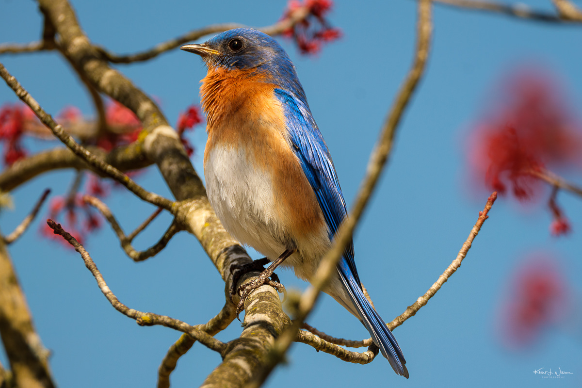 Eastern Bluebird (Sialia sialis) sitting in a flower tree.