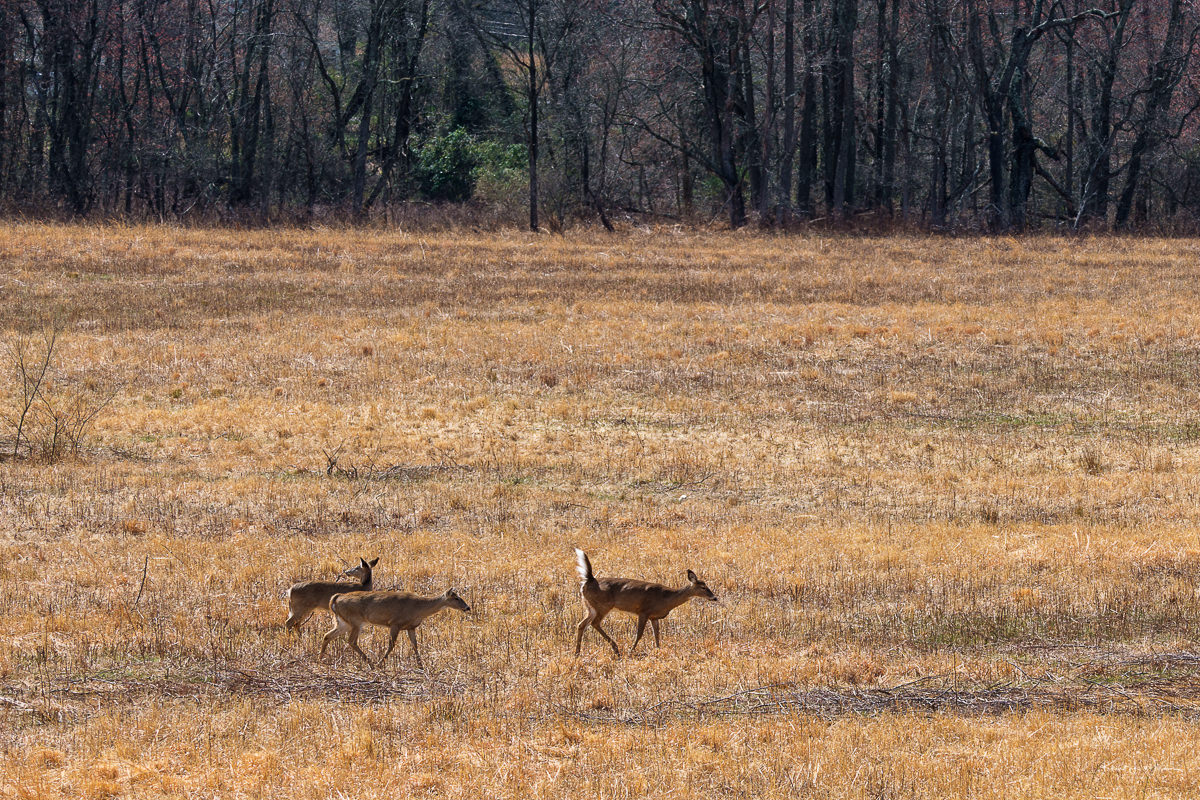 A family of White-tailed deer crossing an orange-brown coloured meadow in the spring.