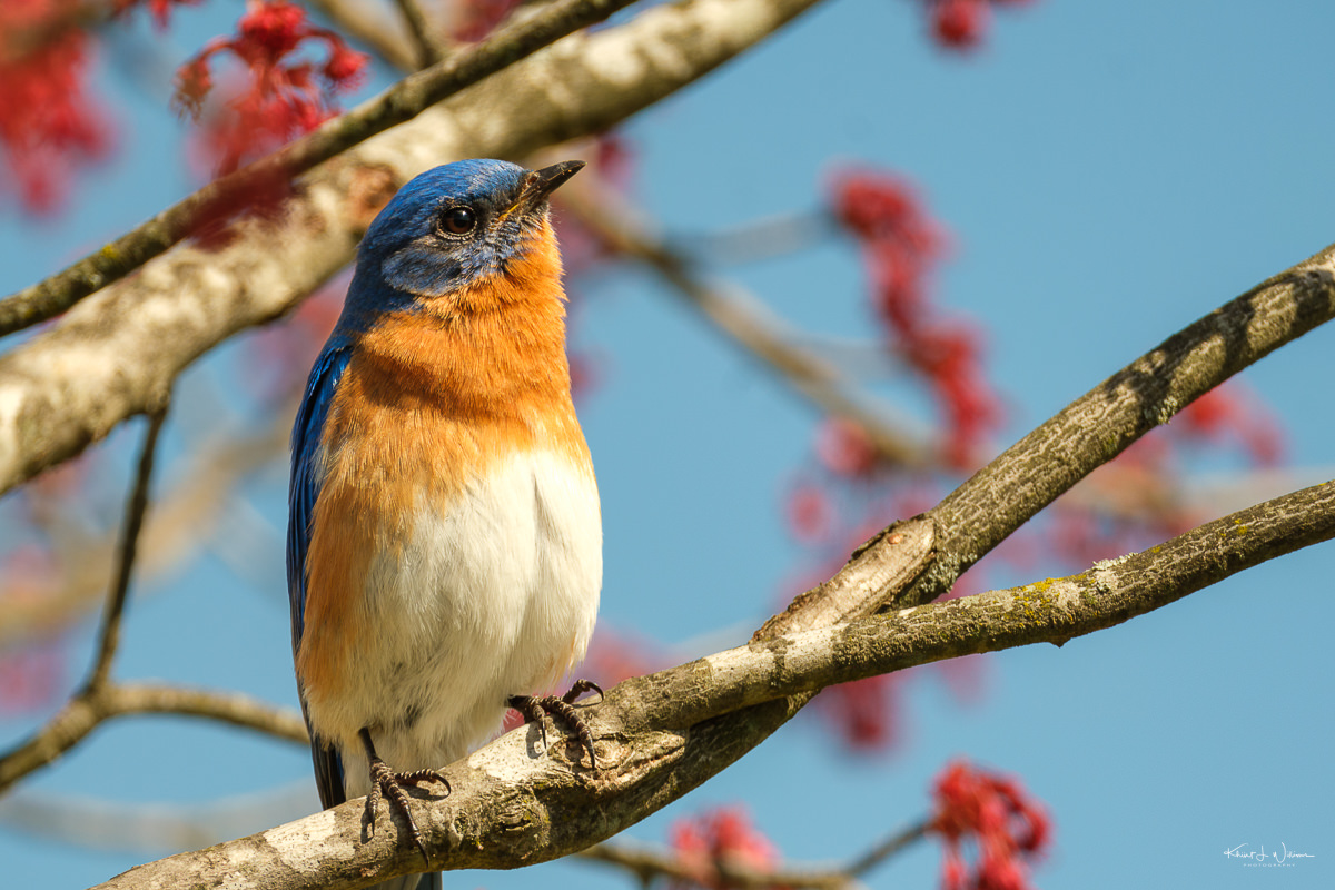 Eastern Bluebird (Sialia sialis) sitting in a flower tree.