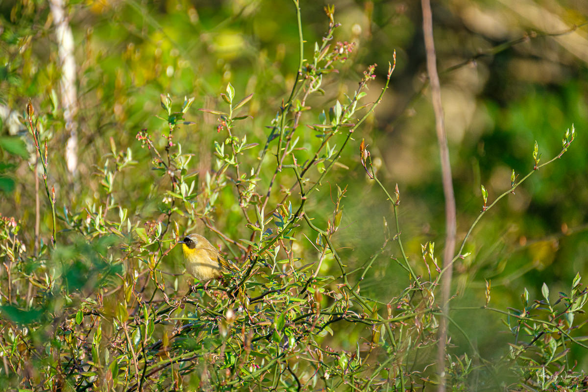 Common Yellowthroat Warbler (Geothlypis trichas)