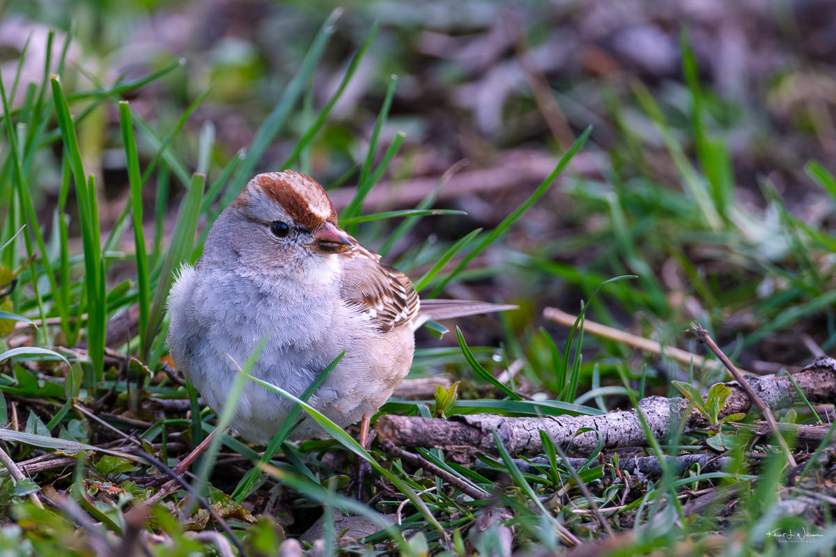 Field Sparrow (Spizella pusilla) at Bryan Farm