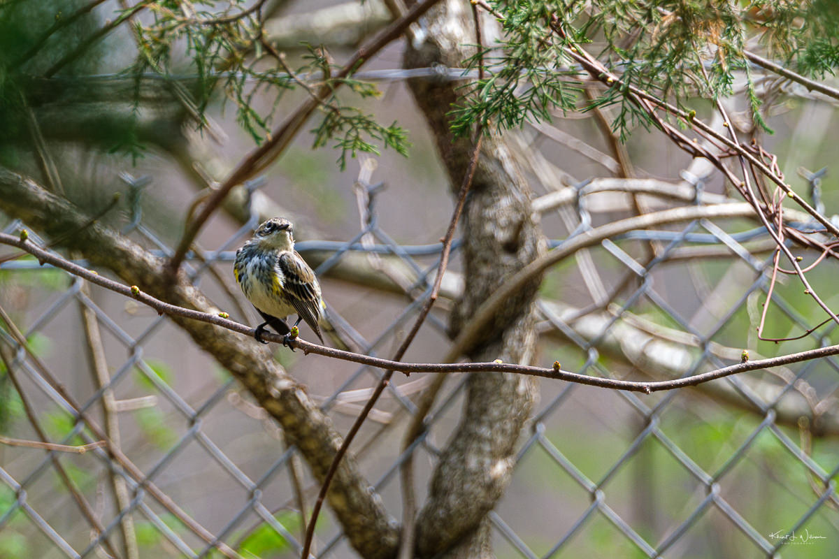 (Myrtle) Yellow-rumped Warbler (Setophaga coronata)