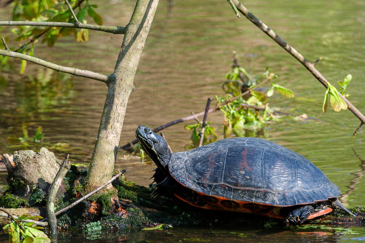 Northern Red-bellied Cooter (Deirochelys reticularia)