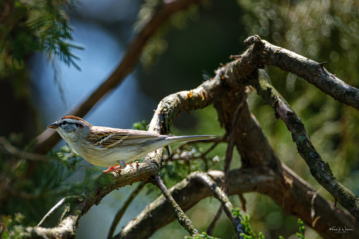 Chipping Sparrow (Spizella passerina) in juniper tree