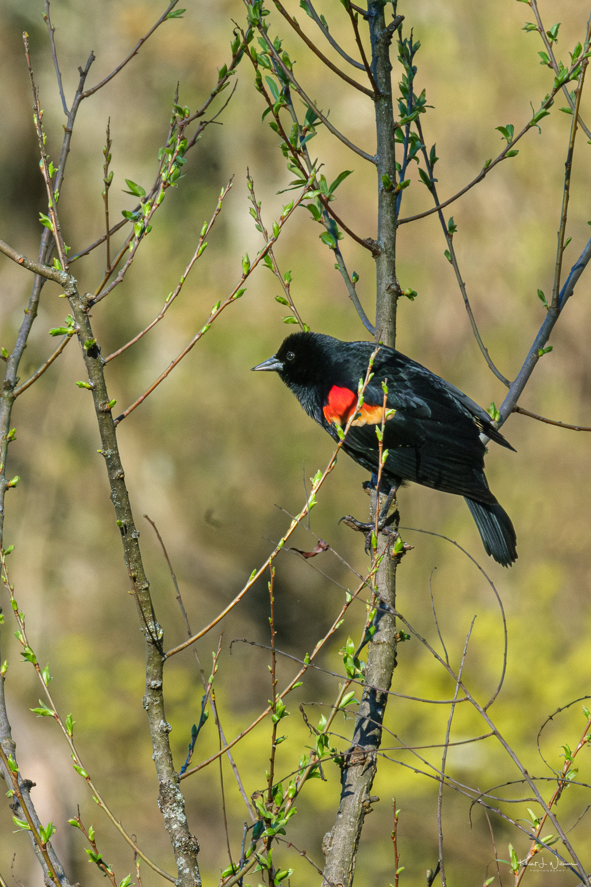 Male Red-winged Blackbird (Agelaius phoeniceus)
